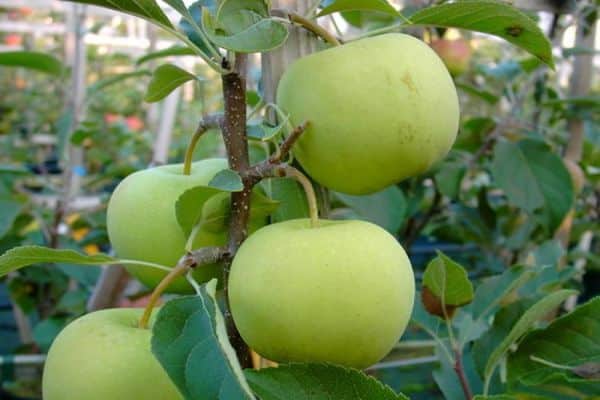 äppelträd vård