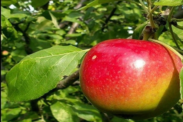 شجرة التفاح كوينتي