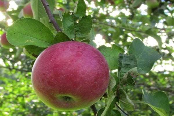 huolehdi omenapuusta