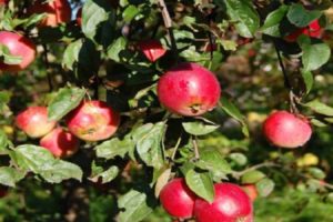 Opis i karakteristike, prednosti i nedostaci sorti i karakteristika uzgoja Quinti jabuka