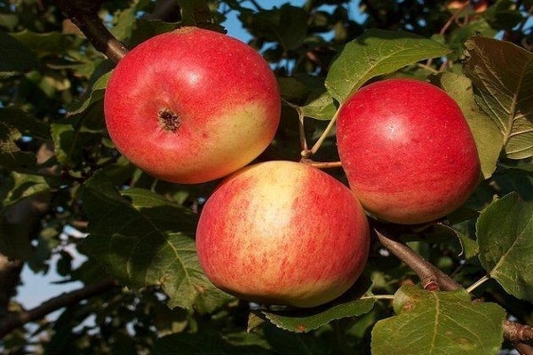 شجرة التفاح الناضجة في وقت مبكر