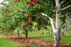 Περιγραφή και χαρακτηριστικά των δέντρων μηλιάς Lobo, ποικιλίες, φύτευση και φροντίδα