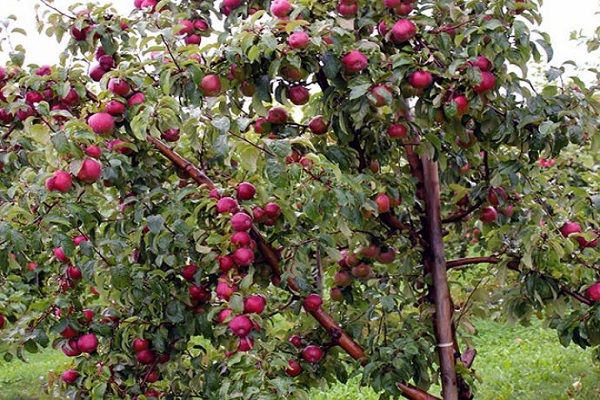 العديد من التفاح