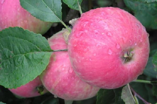 apple tree advantage