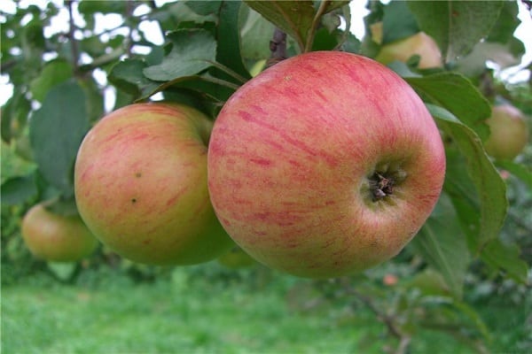 æbletræer Medunitsa