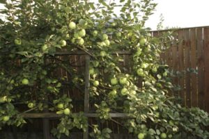 คำอธิบายของพันธุ์แอปเปิ้ลมอสโกในภายหลังคุณสมบัติของความหลากหลายและผลไม้ระยะเวลาของการออกดอกและการสุก