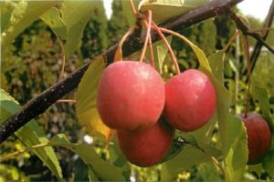 Beskrivelse og karakteristika for den rødbladede dekorative række Nedzvetsky-æbletræer, plantning og pleje