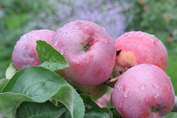 zalijevanje stabla jabuka