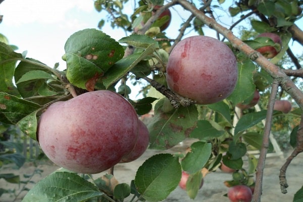 ovoce na stromě