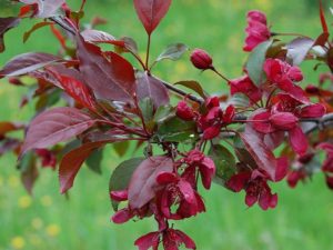 Description and characteristics of the ornamental variety of apple royalty, planting and care