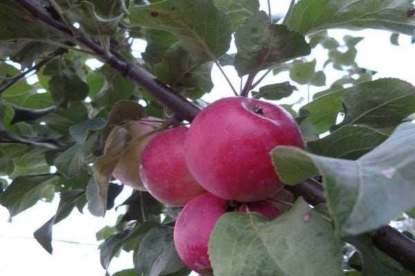 rostoucí jabloň