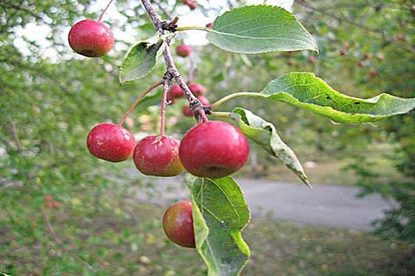fruits on trees