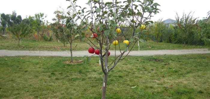gepflanzte Apfelbäume