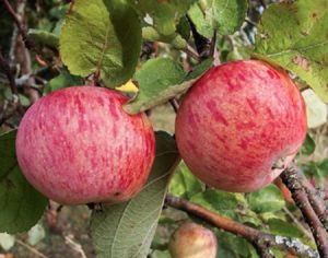 Beschrijving van het Streyfling-appelras en teeltkenmerken, plant- en verzorgingseigenschappen
