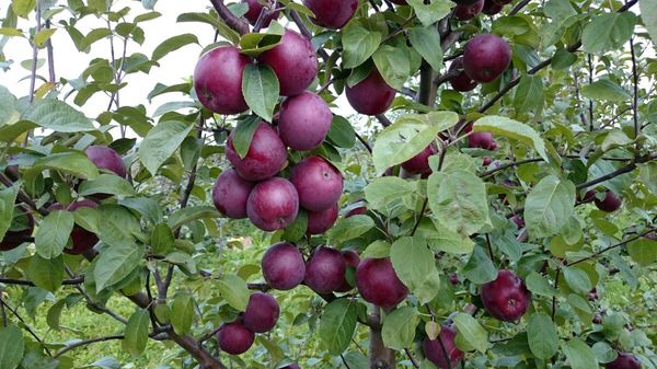 ābolu koku spartaki