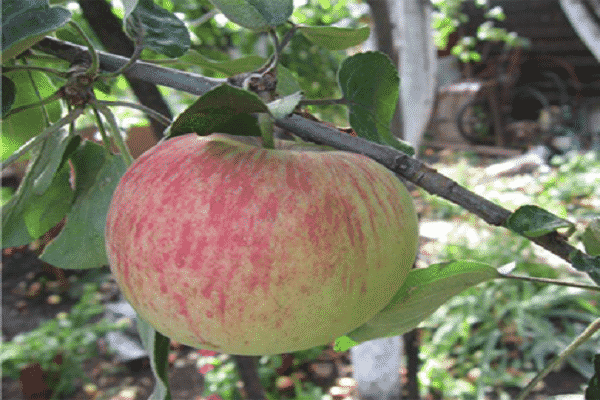 odmiana jabłek