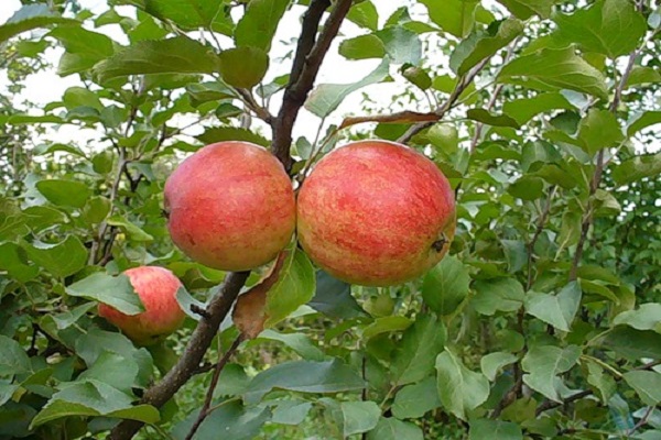 fruits madurs
