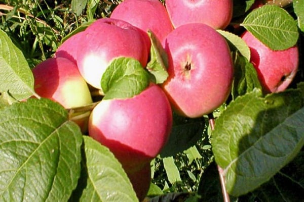 genç elma ağaçları