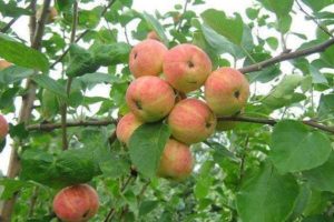 Egenskaber og beskrivelse af æblesorten Uralsky Souvenir, dyrkning og pleje