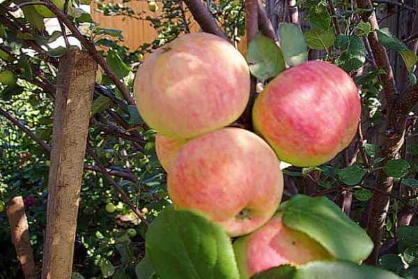 hermosas manzanas