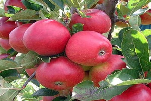 Apfelbaumkirsche