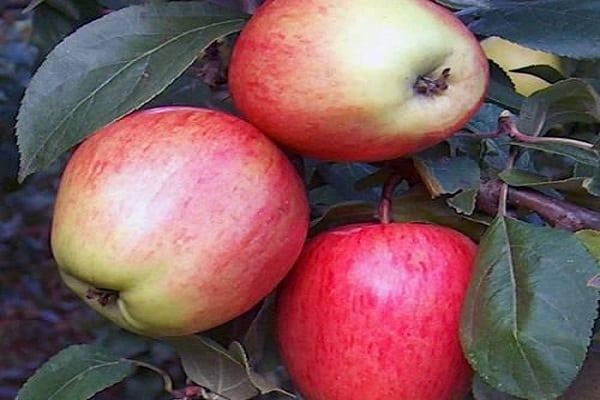 voće za sakupljanje