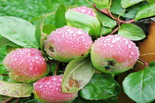 Opis i karakteristike sorte jabuka trešnje, sadnja i uzgoj