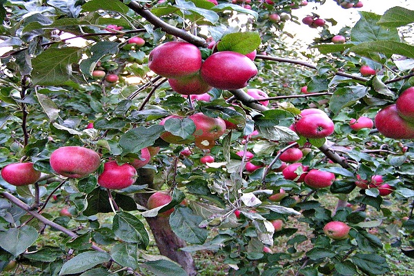 omenapuu kantaa hedelmää