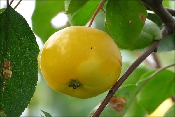 äppelbärnsten