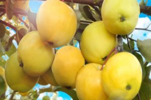 Beskrivning av äppelträdsorten Amber och dess sorter, fördelar och nackdelar