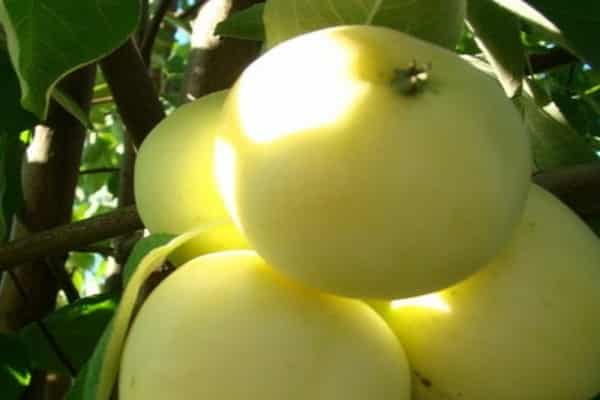 maduració de pomes