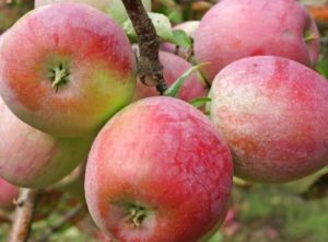Beskrivelse af mangfoldigheden af ​​æbletræer i Genève, hvornår man skal plante og vokse funktioner