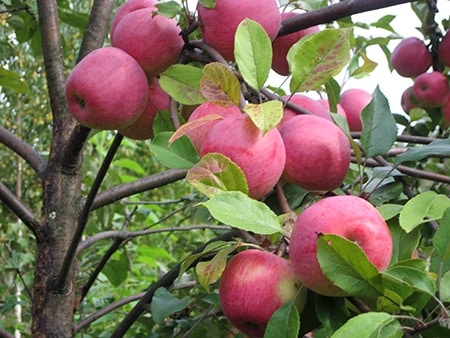 rijpe appelboom