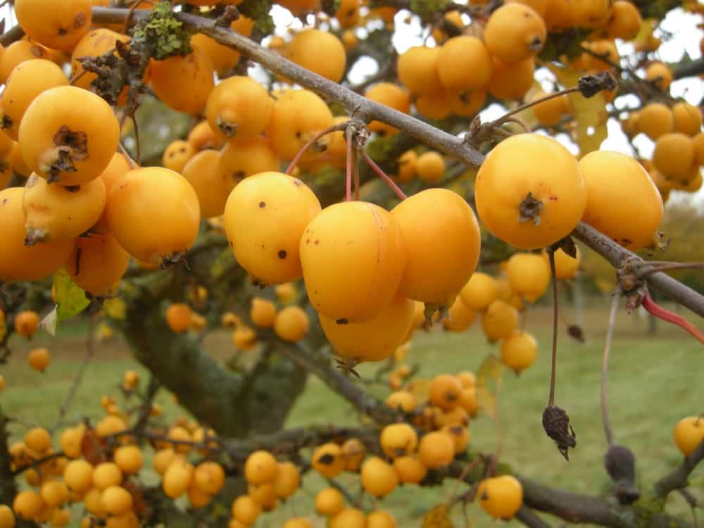 pommes frelon doré
