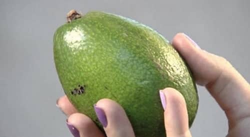 зелени авокадо