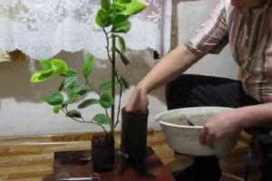 Kaip paruošti citrinų dirvą namuose ir geriausių dirvožemio gamintojų reitingas