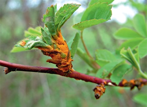 quince rust