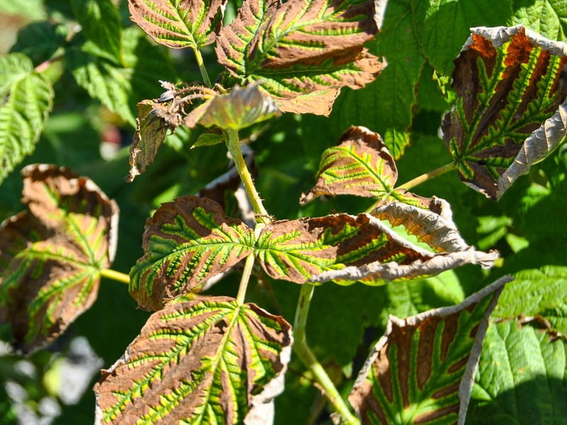 Marginal leaf necrosis