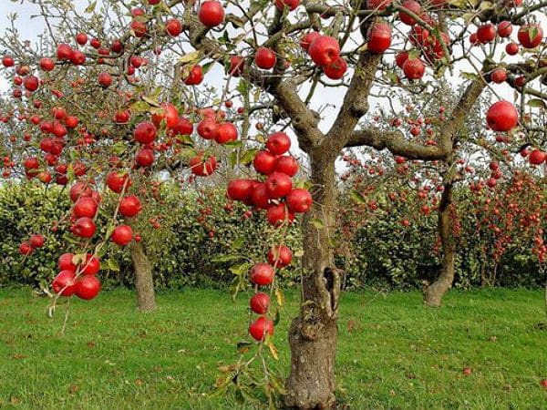 bobica stabla jabuka