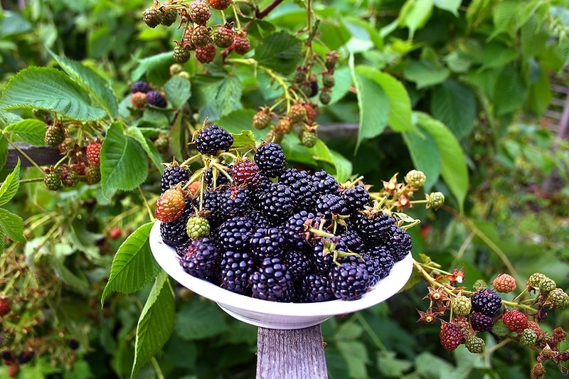 blackberry chester