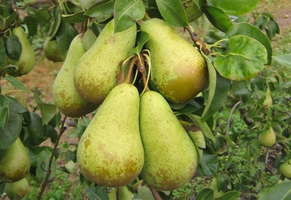 pear conference