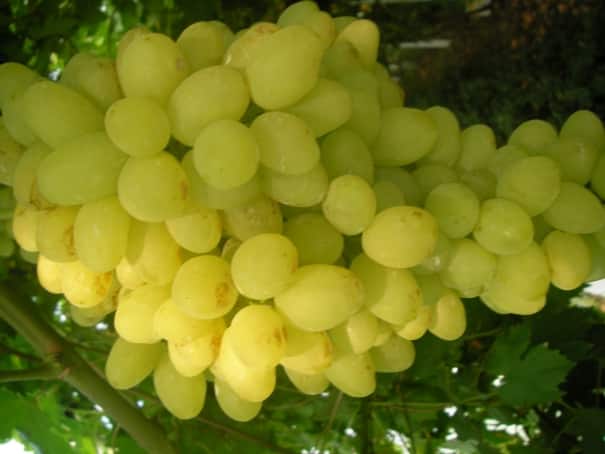 uvas largamente esperadas