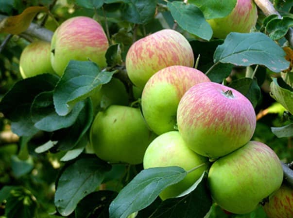 cây táo borovinka