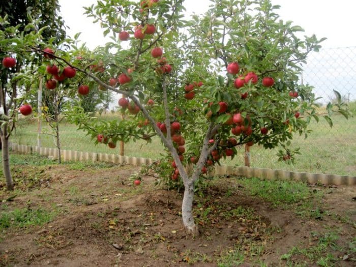 het planten van een appelboom