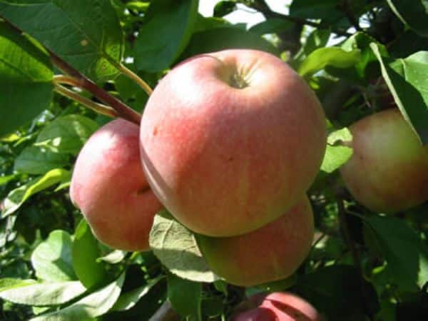 borovinka التفاح شجرة