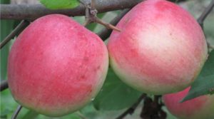 Description and characteristics of the Stroyevskoe apple variety, cultivation and care