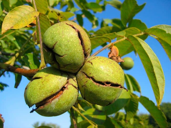 how to plant a walnut