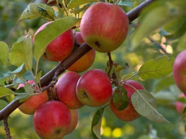 sadzenie jabłoni na przedmieściach
