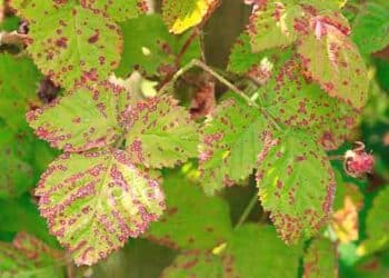 Brombeer-Anthracnose