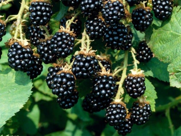 blackberry sort satin
